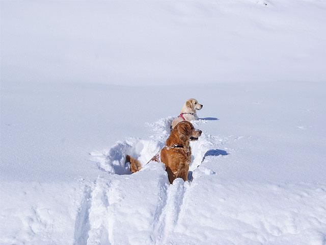 Unsere Goldies Finja und Charly im Schnee